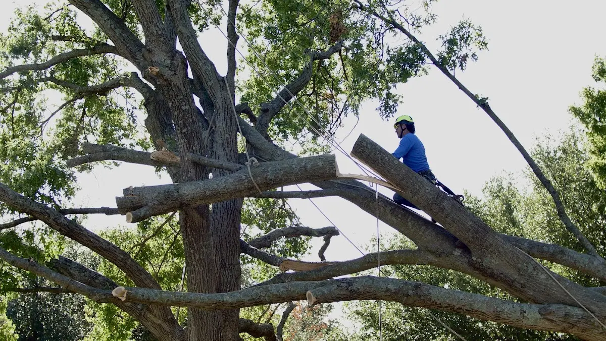 Professional Crown Thinning performed by certified arborists in Joiner
