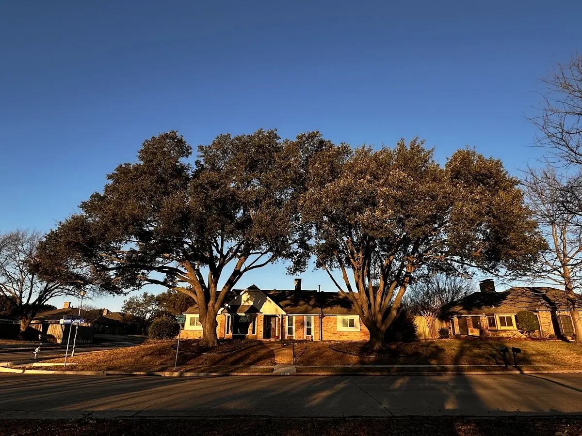 Established residential canopy tree shading a home in Joiner